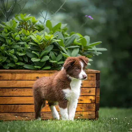 Bed & Breakfast Aux Capucines