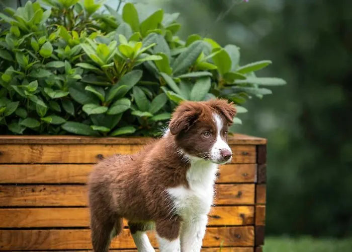 Bed & Breakfast Aux Capucines